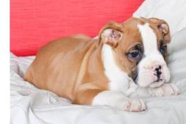  Adorables chiots de race boxer 