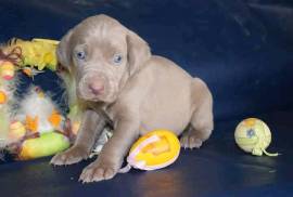 Adorables chiots BRAQUE DE WEIMAR 