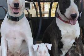   chiot de type BULL TERRIER FEMELLE   , Sherbrooke