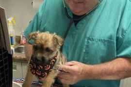  Adorable chiots cairn terrier , Baie-D'Urfe