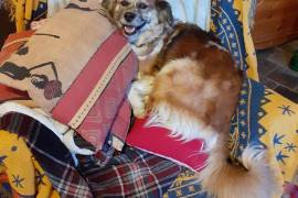 Mignonne chiot berger portugais, Montréal