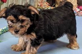  YORKSHIRE TERRIER, Montreal West