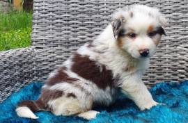 Chiot Très jolie Femelle Berger Australien, Soest