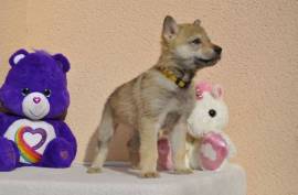 Très Jolie chiot Loup Tchèque Femelle, Soest