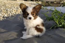 Adorable Chiot Papillon Femelle, Soest