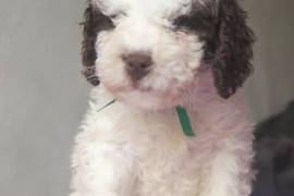 Jolie Chiot Lagotto Romagnolo Femelle, Soest