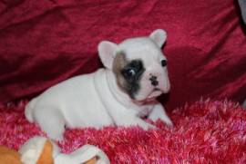 Adorable Chiot Bouledogue français Femelle, Montréal