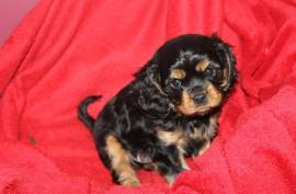 Adorable chiot cavalier King Charles Femelle, Soest