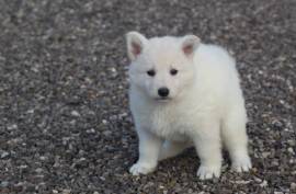 Adorable Chiot Berger Blanc Suisse D.O.N, Soest