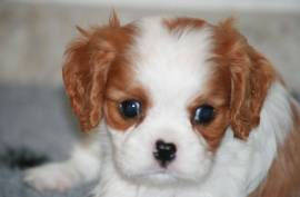 Superbe Chiot Cavalier King Charles Femelle, Soest