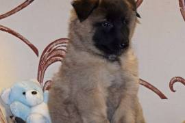 Jolie Merveille Chiot Berger Belge Femelle, Soest