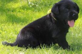Adorable Chiot Labrador Retriever, Sherbrooke