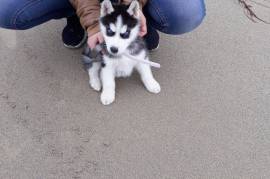  Mignonne Chiot Husky Sibérien Femelle, Québec