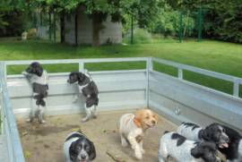 Magnifiques chiots epagneul breton , Montreal