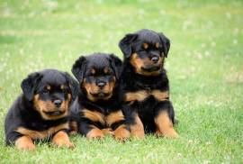 Chiots Rottweiler, Laval