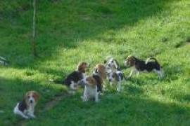 chiots Beagle, Laval