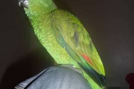 Perroquet amazone a front bleu, Phoenix