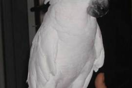 Très Belle perroquet cacatoès Alba, Phoenix