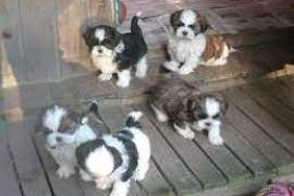 Magnifiques chiots shi tzu, Hébertville