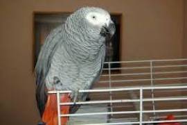 Perroquet Gris du Gabon, Phoenix