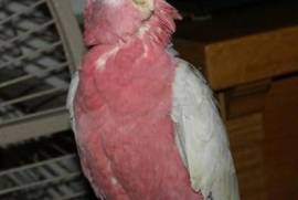 perroquet Cacatoès rosalbin, Phoenix