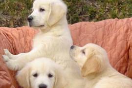 chiots golden retriever, Trois-Rivières