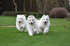 chiots samoyede, Gatineau