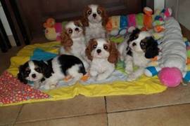 Magnifiques chiots cavalier king charles, Drummondville
