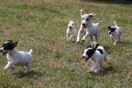 chiots jack Russe, Saint-Laurent