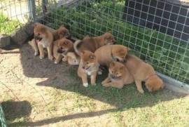 Adorables bébés shiba inu, Saint-Laurent
