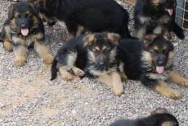 Chiots berger allemand, Verdun