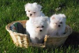 Chiots bichon maltais, Sainte-Geneviève