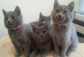 chatons chartreux, Trois-Rivières