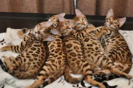 Magnifiques Chatons Bengal , Gatineau