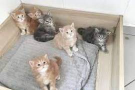 chatons main coon , Laval