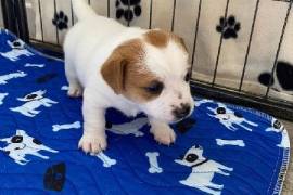À donner Chiots jack russell, Longueuil