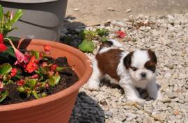 Chiots SHIH TZU Femelle, Sherbrooke 