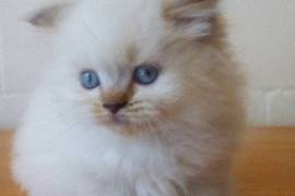 Chaton British Longhair non lof, Cotonou