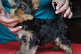 Vend chiot yorkshire terrier CKC, Cotonou