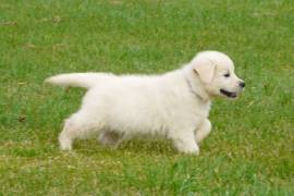 Chiot Golden retriever Femelle, Gatineau