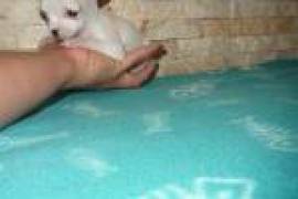 Chiot Chihuahua à donner, Québec