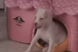 Chihuahua Mixte avec Pincher , Montreal