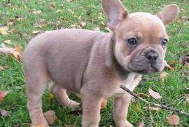 A donner Femelle bouledogue français blue fawn and, Québec