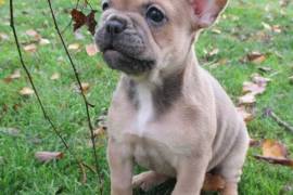 A donner Femelle bouledogue français blue fawn and, Québec