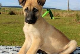 Chiot Berger Malinois inscrits au LOF, Québec