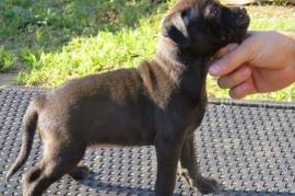 Magnifique chiot staffordshire bull terrier LOF