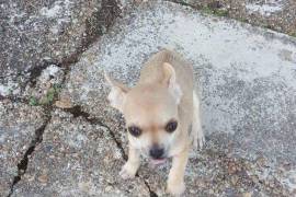 DONNE : Chiot chihuahua non lof
