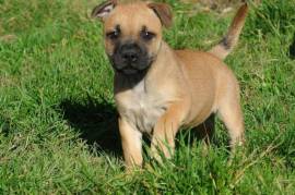 Chiot Staffordshire bull terrier LOF en donation