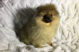 POMERANIEN MÂLE GRIS-LOUP