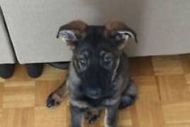 Berger allemand à donner